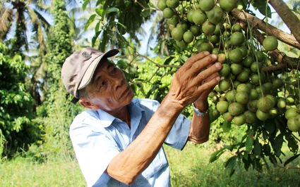 Vô số vườn đẹp, cây thấp tè đã ra trái quá trời, nông dân Bình Định "hái ra tiền", quả ngon nhìn phát thèm