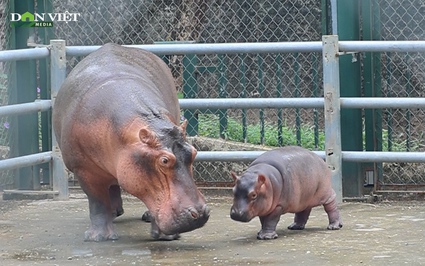 Mục sở thị hà mã “baby” siêu dễ thương tại vườn thú Hà Nội