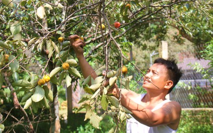 Dưới chân một ngọn núi nổi tiếng Nghệ An, loại quả đặc sản này giá bán cao kỷ lục, sao chả ai vui?