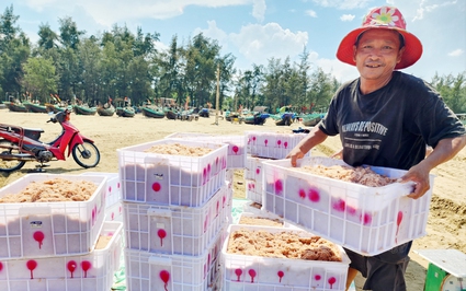 Dân vùng biển Hà Tĩnh vừa vớt trúng đậm con gì mà nhà nào đi bắt đều bỏ túi tiền triệu sau khi vô bờ?