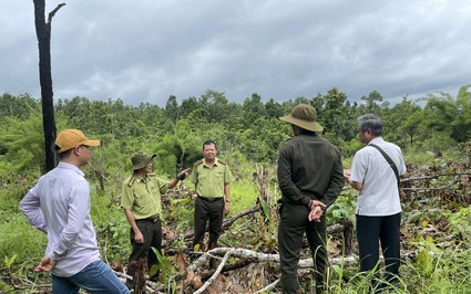 Đáng báo động phá rừng ở Đắk Lắk: Mang chó đi cảnh giới, cho trẻ em bơm thuốc độc, khoan đục thân cây