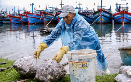 Biển gần bờ Đà Nẵng có vô số cá ngon, sau bão Trà Mi, dân ra đánh bắt, xách túi lớn túi nhỏ, bán nhanh