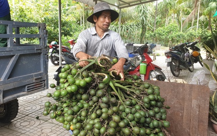 Cũng trồng cau, cũng bán cau, vì sao giá cau tươi ở Kiên Giang chỉ 20.000 đồng/kg mà dân đã mừng?