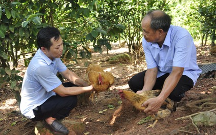 Thả ngàn con gà dưới tán “nữ hoàng của các loại trà”, một nông dân Quảng Ninh thu lãi gấp 2 lần