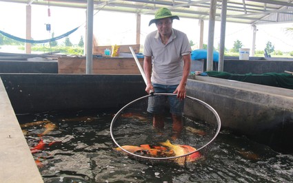 Nuôi loại cá cảnh bán cho thiên hạ giải trí, một HTX ở Nam Định bán đắt nhất là 10 triệu đồng/con