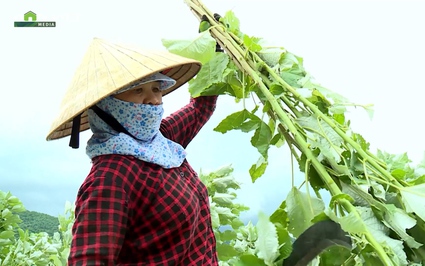 Trồng cây gai xanh trên đất dốc, mở lối thoát nghèo