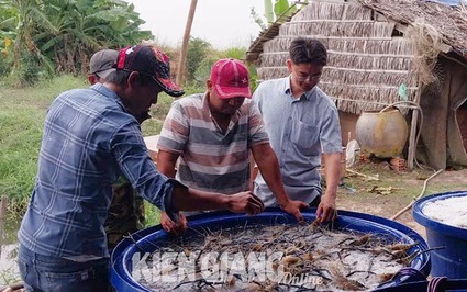 Ở Kiên Giang, dân lội ruộng lúa bắt loại tôm to bự nhảy tanh tách, bán 120.000 đồng/kg