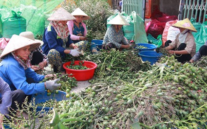 Làng trồng cau nhiều nhất Nam Định: Giá cau tươi tăng chóng mặt, dân trúng lớn, nhà nào cũng vui (bài 1)