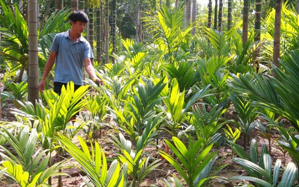 Làng trồng cau nhiều nhất Nam Định: Ươm cau giống "hốt bạc", lò sấy cau nóng rực ngày đêm (bài 2)