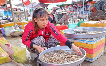 Mùa nước nổi Đồng Tháp, ngoài ruộng nước đỏ phù sa, trên chợ la liệt cá đồng