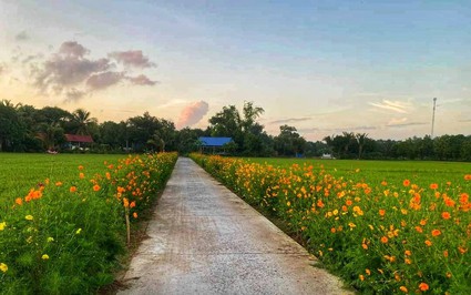 Đường hoa sao nhái vạn người mê ở một xã nông thôn mới An Giang, hoàng hôn xuống đẹp như phim