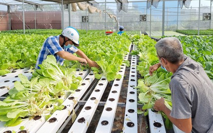 Phó Thống đốc Đoàn Thái Sơn: Phát triển nông nghiệp công nghệ cao là hướng đi tất yếu