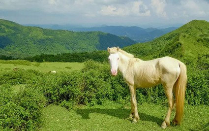 Cách Hà Nội 100km là một thảo nguyên ví như "Đà Lạt thu nhỏ ở Bắc Giang", đàn trâu, ngựa trắng thung thăng gặm cỏ