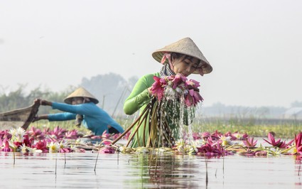 Mùa nước nổi vùng Đồng Tháp Mười ở Long An cảnh sắc đẹp như phim, dân lội đồng nhổ hoa làm mẫu ảnh