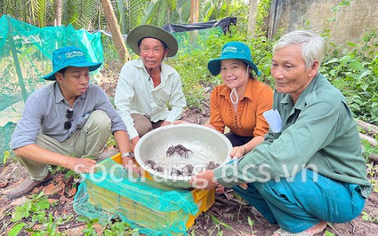 Con động vật hoang dã lắm chân này nuôi thành công dưới tán rừng, dân Sóc Trăng hễ bắt bán là hết sạch