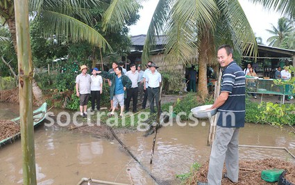 Nông dân Ngã Năm ở Sóc Trăng nuôi cá đồng trên ruộng lúa, bắt lên đến đâu bán hết đến đó