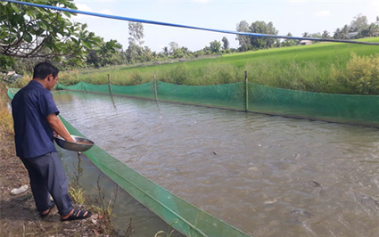 Dựng lưới bên ruộng lúa nuôi loài "mặc áo hoa" ở Hậu Giang, tết đến bắt lên, giá bán gấp đôi