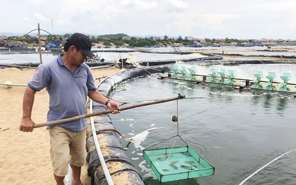 Nuôi tôm nước lợ năm 2024 ở Phú Yên, Giá cả bấp bênh, thu nhập không cao, ngành chức năng khuyến cáo