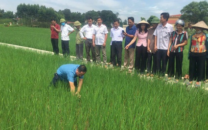 Trưởng thôn xã miền núi của tỉnh Bắc Giang “miệng nói tay làm” khéo vận động nông dân trồng lúa thân thiện với môi trường