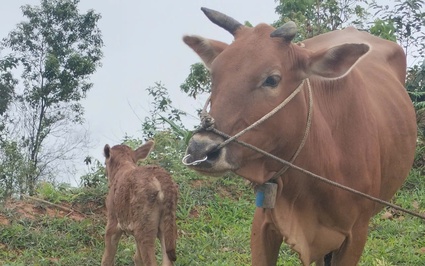 Dự án nuôi trâu, bò sinh sản giúp hộ nghèo, cận nghèo chuyển đổi giống vật nuôi có giá trị kinh tế cao 