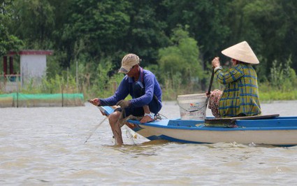 Nước lũ rút ra sông, dân đầu nguồn An Giang đang "đón đường" đánh bắt cá đồng