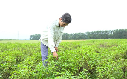 Loại rau gia vị "thơm quá đáng" này dân nhậu ham lắm, ở Hà Tĩnh làm gì mà lắm thế, nghe xong bất ngờ?