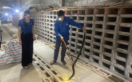 Làm chuồng tầng nuôi đàn động vật hoang dã to dài trông phát ớn, chàng nông dân Tuyên Quang bán 700.000 đồng/kg