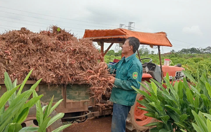 Ngoài đồng trồng thứ cây tốt um, nhổ bật lên toàn củ đỏ, dân xã này ở Thanh Hóa cầm chắc 40 tỷ