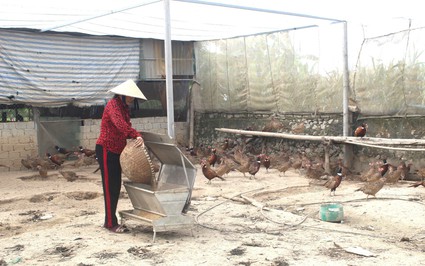 Loài chim quý hiếm có tên trong sách Đỏ nuôi thành công ở nơi này Nghệ An, chả khác gì nuôi gà, bán 200.000 đồng/kg