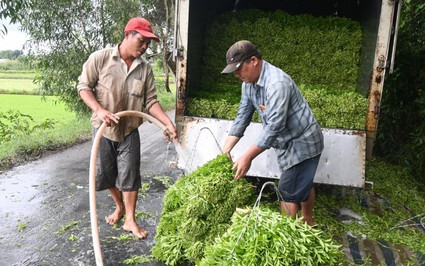 Đây là rau gia vị rắc vài cọng vào tô canh chua thơm khắp nhà, dân Tiền Giang cắt lên, ô tô chở đi hết