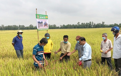 An Giang lựa chọn 100 tổ hợp tác tham gia Đề án 1 triệu ha lúa chất lượng cao, phát thải thấp