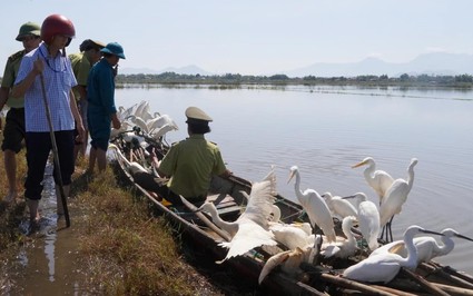 Kiểm lâm giải cứu hàng trăm cá thể chim hoang dã mắc bẫy ở Thừa Thiên Huế 