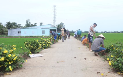 Tuyến đường hoa nông thôn mới ở nơi này của Sóc Trăng nở rộ hoa huỳnh anh, hoa mười giờ, cây bông trang