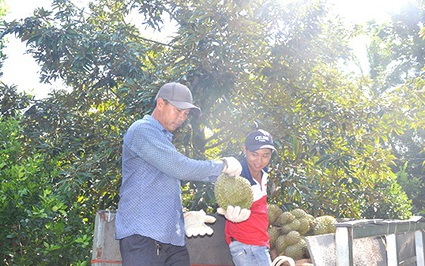 Loại quả đặc sản trong vườn trồng "cây tiền tỷ" ở Tiền Giang "lội ngược dòng" tăng giá, dân cắt bán là trúng