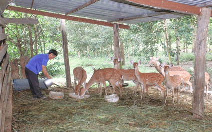 Nơi này của Kon Tum, dân nuôi thành công con vật vốn là động vật hoang dã, bán giá cao nhất 46 triệu/cặp