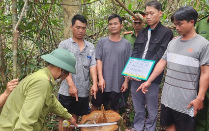 Điều tra vụ nhân viên quản lý bảo vệ rừng móc nối "lâm tặc" cưa hạ gỗ quý nhóm II