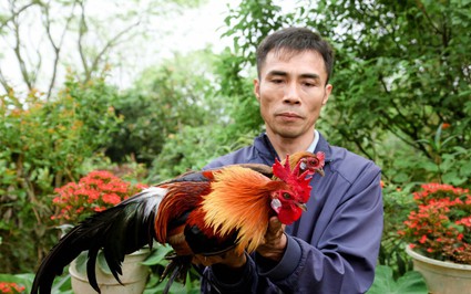 "Đánh liều" nuôi loài động vật hoang dã có cặp tai trắng này, anh nông dân Vĩnh Phúc bán giá cao nhất 1 triệu/kg