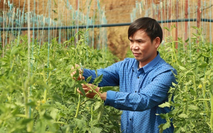 Cầm bằng đại học về, anh Cao Bá Quát lên Đà Lạt trồng rau kiểu gì mà bẻ ăn ngay tại ruộng?