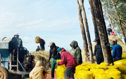 Nông dân Bình Phước lên đồi cao su tuốt loại lúa gì mà nấu cơm hạt rời, vị ngọt, bùi, vạn người mê?