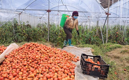 Trên cao nguyên Sìn Hồ của tỉnh Lai Châu xuất hiện một vườn cà chua công nghệ cao, mới vụ đầu đã thu 200 tấn