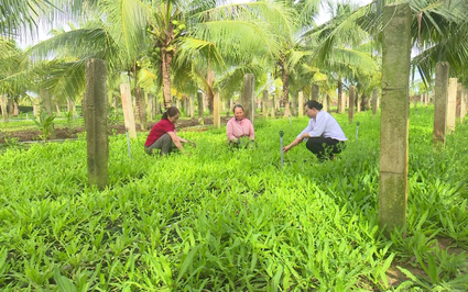 Phá vườn thành long, trồng loại rau thơm phức, 10 hộ dân này ở Bình Thuận bỏ túi 140 triệu đồng/sào