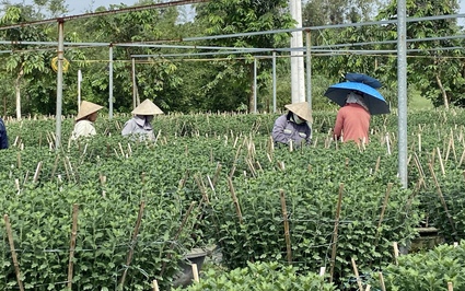 Hoa tết đang tốt um ở làng hoa lớn nhất Đà Nẵng, chăm mấy tháng trời, dân chỉ mong điều này