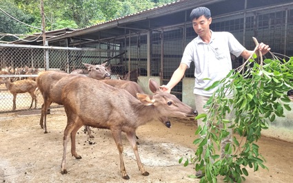 Nuôi động vật hoang dã la liệt, đếm vội chả xuể, một nông dân Ninh Bình có doanh thu 3 tỷ/năm