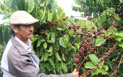 Một tỷ phú Đắk Lắk trồng cà phê kiểu gì mà năng suất đạt 5 tấn/ha, cả làng phục sát đất?