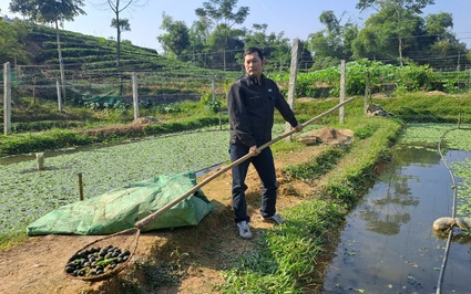 Nuôi con dưới nước chỉ ăn bèo và quả, một nông dân ở Thái Nguyên thu lợi nhuận 500 triệu đồng/năm