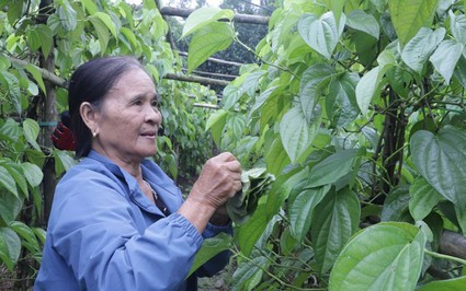 Một làng ở Hà Tĩnh hễ tết đến là rủ nhau hái lá tính tiền, các trụ cây tốt um tùm, xanh mướt