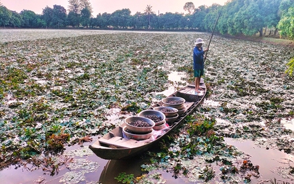 Lạ mà hay, ở An Giang, trên thả cây ra quả gọi là củ, dưới nuôi cá lóc, cua đồng, chăm nhàn, bán giá tốt