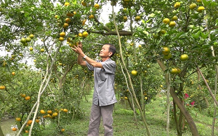 Các vườn trồng quả đặc sản bán dịp tết ở một huyện của Đồng Tháp đang độ đẹp thế này đây