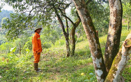 Cây cổ thụ đặc sản cho quả ngon "tiến vua", từng là cây làm giàu ở Yên Bái, nay sao có nguy cơ xóa sổ?