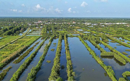 Vì sao nông dân nuôi con đặc sản ở một huyện của Cà Mau lại có lợi ích từ triều cường?